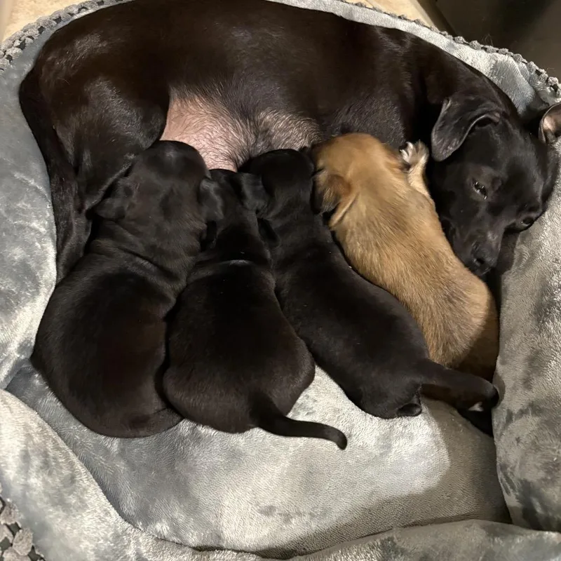 Raven  Costa Mesa thumbnail 4