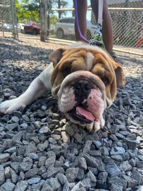 A young medium-sized male English Bulldog dog named Gaston for adoption in Pomona, NY