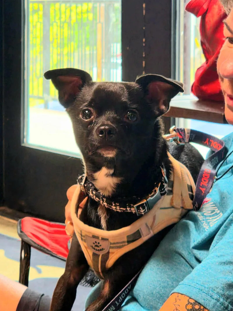 Sammie thumbnail 3