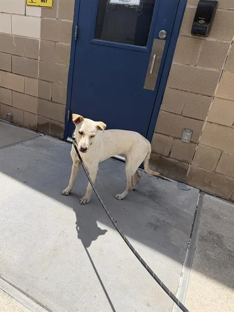 A young medium-sized female Labrador Retriever dog named Marly for adoption in Corpus Christi, TX