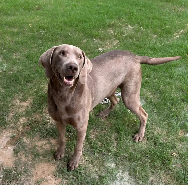 An adult large-sized male Gray / Blue / Silver Weimaraner dog named Picket for adoption in Mingus, TX