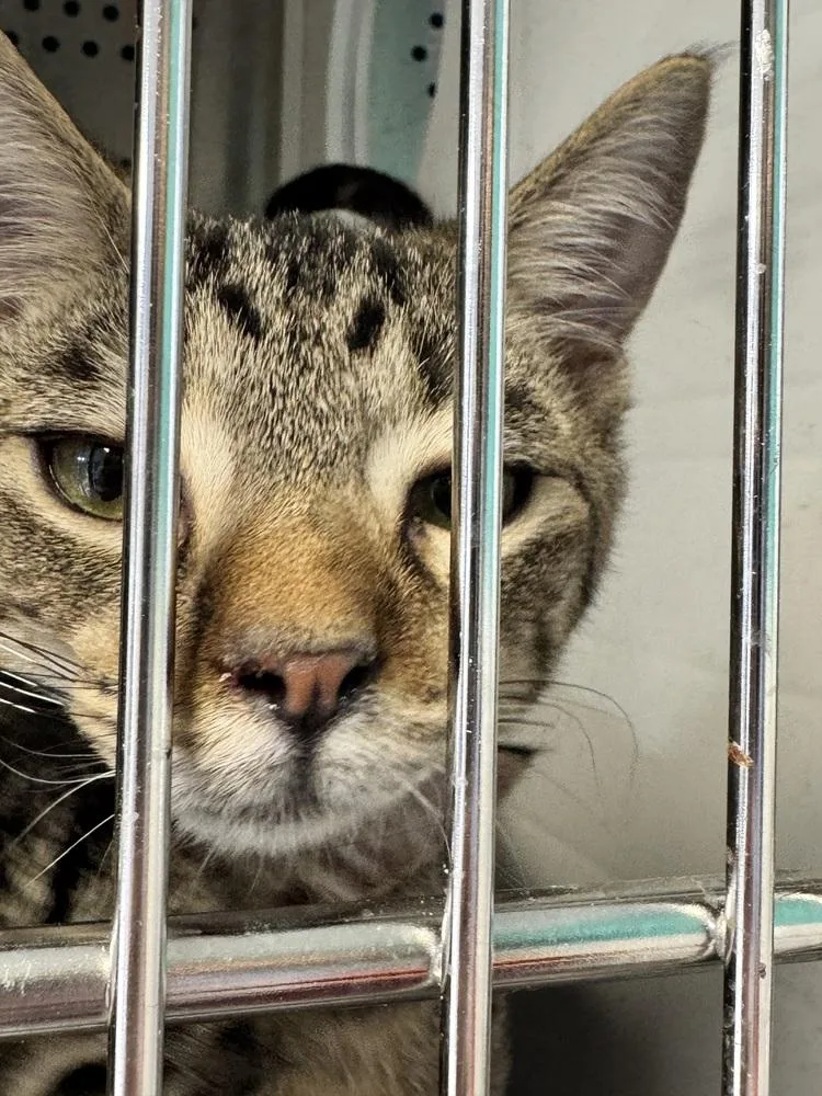A baby small-sized male Domestic Short Hair cat named Saturday MD for adoption in Fort Walton Beach, FL
