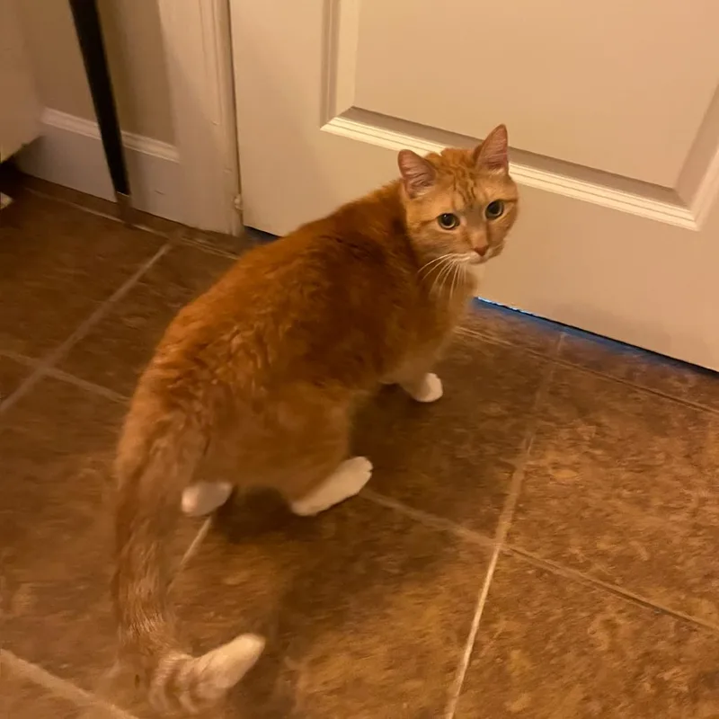 A senior large-sized male Domestic Short Hair cat named Trigger for adoption in Valdosta , GA