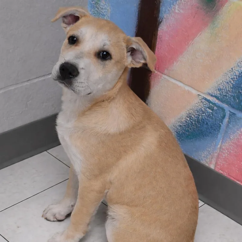 A young medium-sized male Yellow / Tan / Blond / Fawn Mixed Breed dog named Boba for adoption in Lufkin, TX