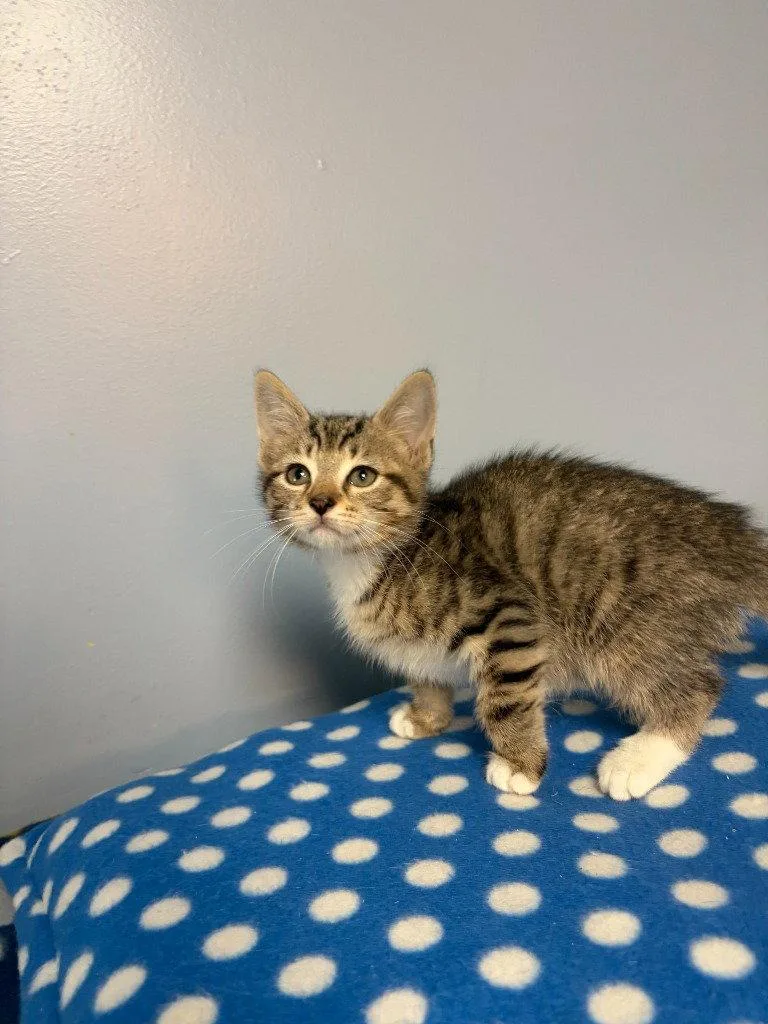 A baby small-sized male Domestic Short Hair cat named Beau for adoption in Lovingston, VA