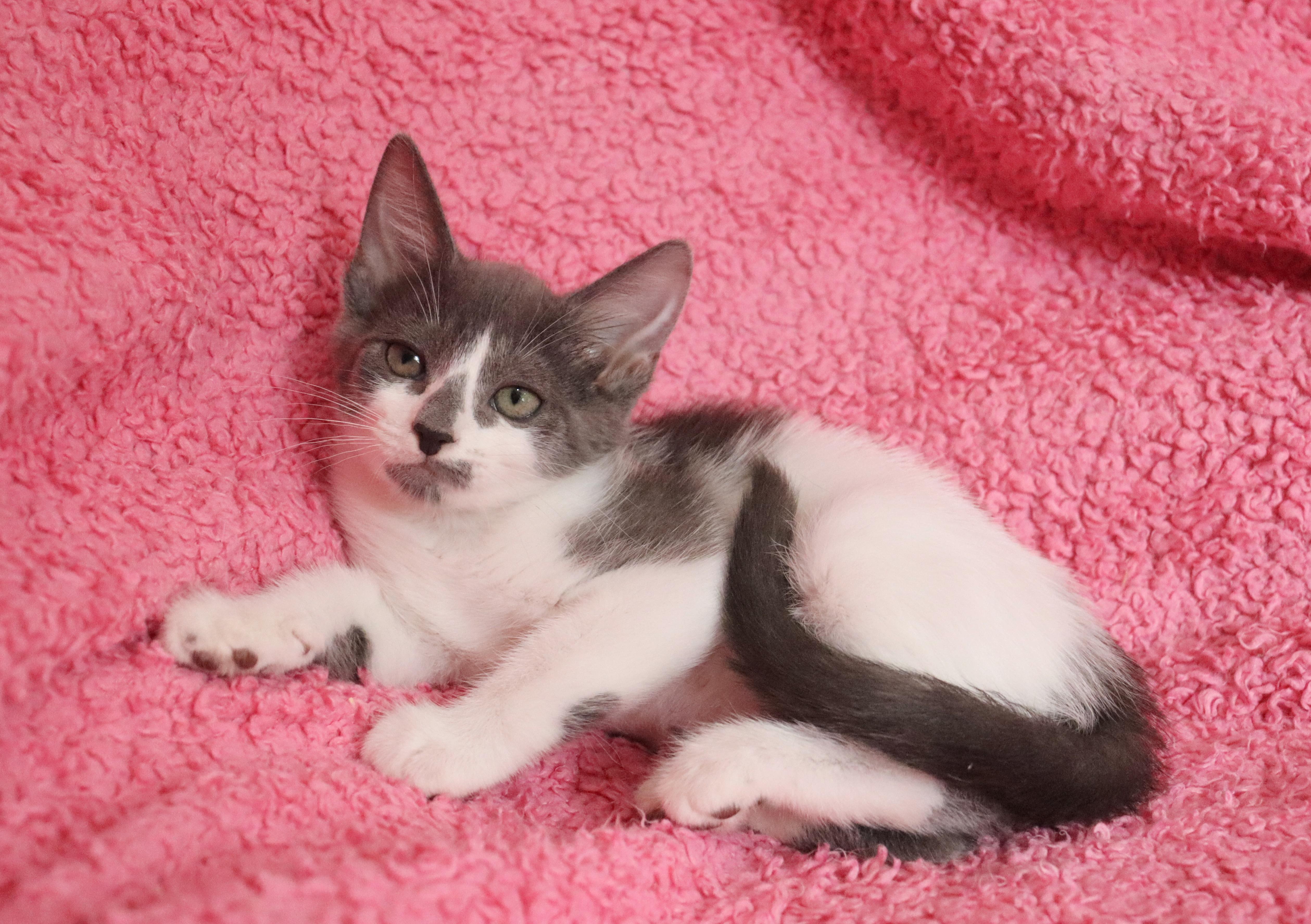 Brinley