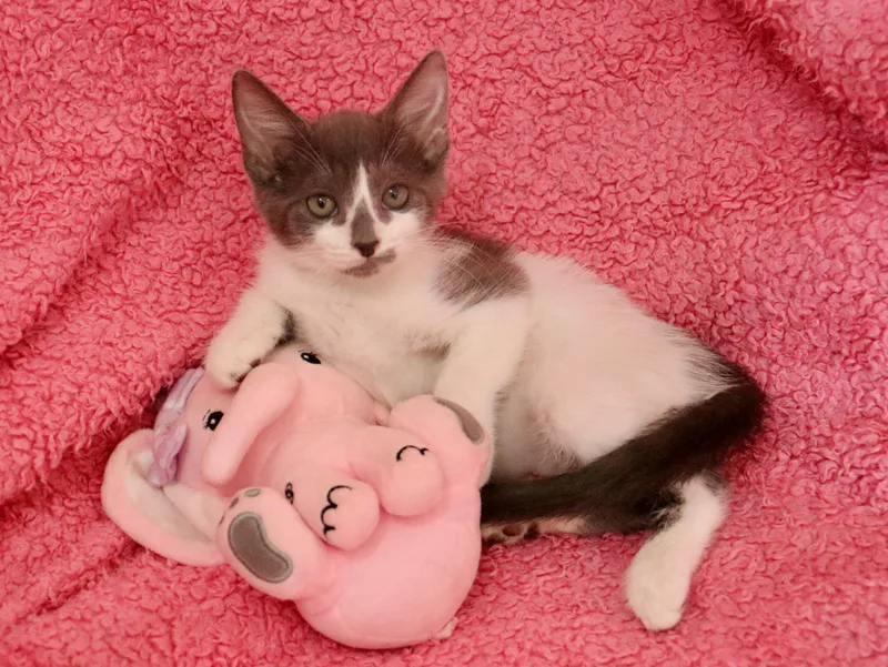 Brinley thumbnail 2
