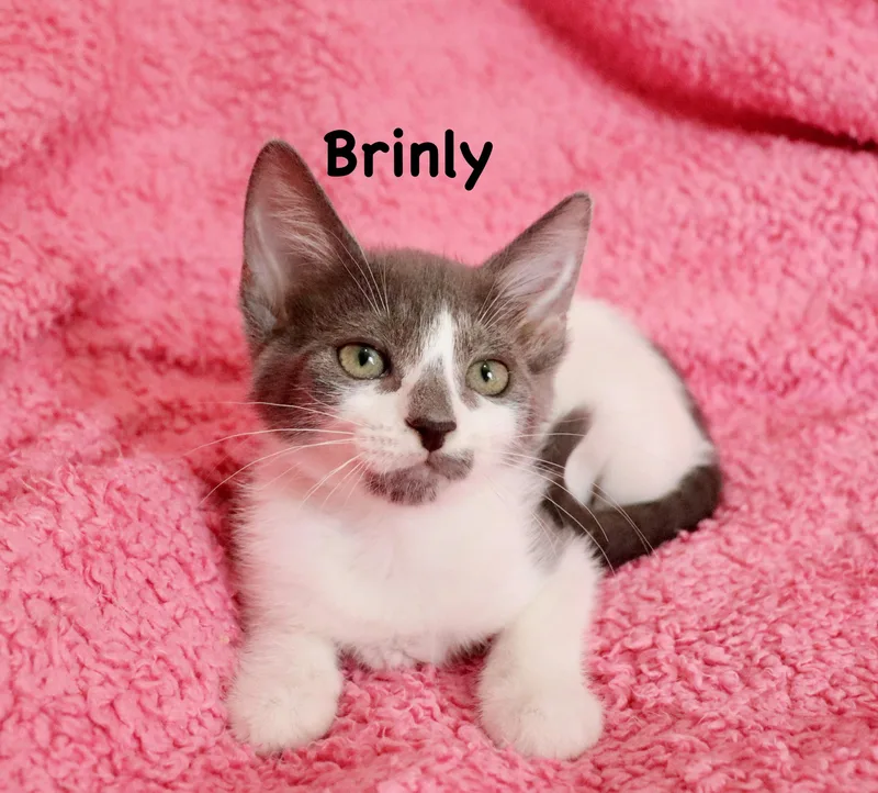 Brinley thumbnail 5