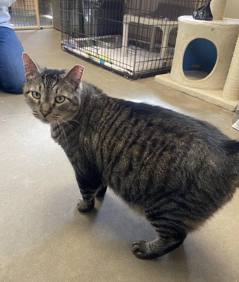 Koolidge thumbnail 3