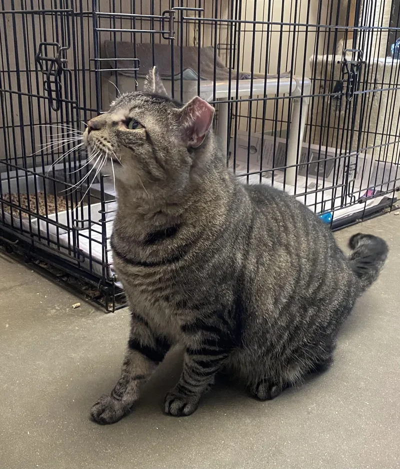 Koolidge thumbnail 4