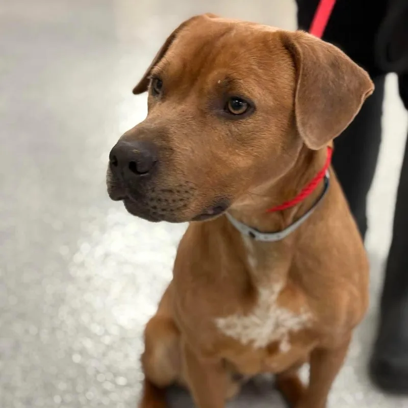 A young medium-sized male Red / Chestnut / Orange Pit Bull Terrier dog named Savoy for adoption in Brentwood, TN