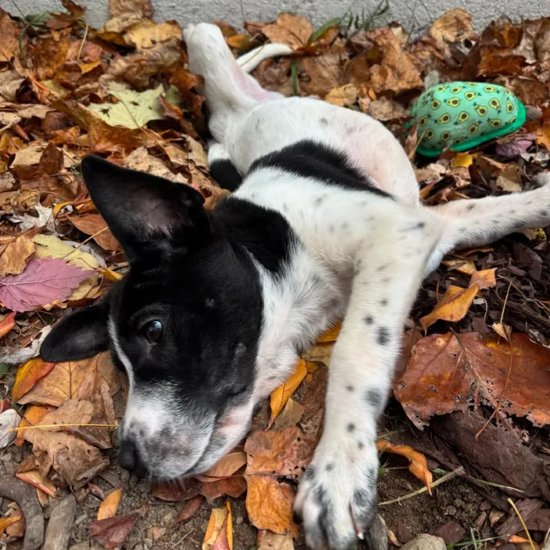 A young medium-sized male White / Cream Mixed Breed dog named Market Pantry for adoption in Fredericksburg, VA