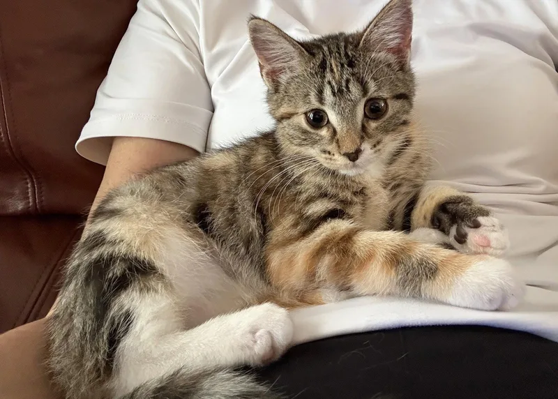 A baby small-sized female Tabby cat named Peanut Butter for adoption in Orlando, FL