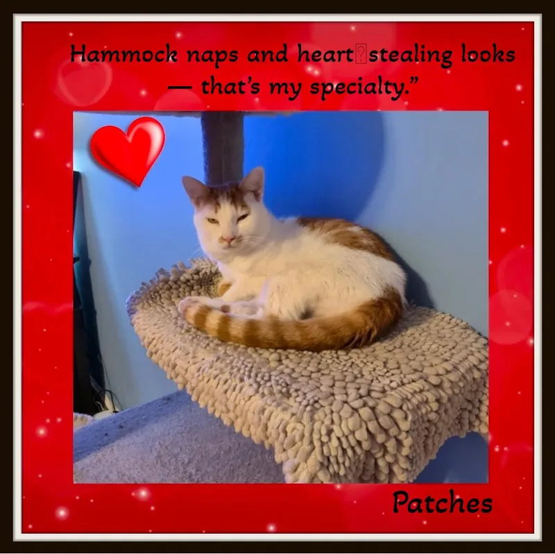A young medium-sized male Orange & White Domestic Short Hair cat named Meet Patches Hammock for adoption in Winston Salem, NC