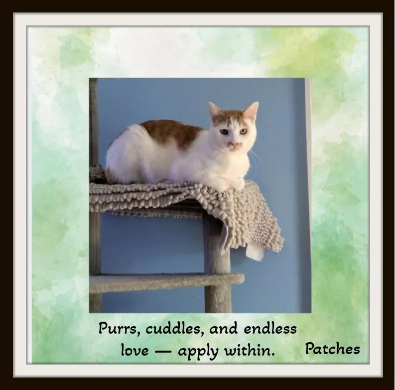 Meet Patches  Hammock thumbnail 2