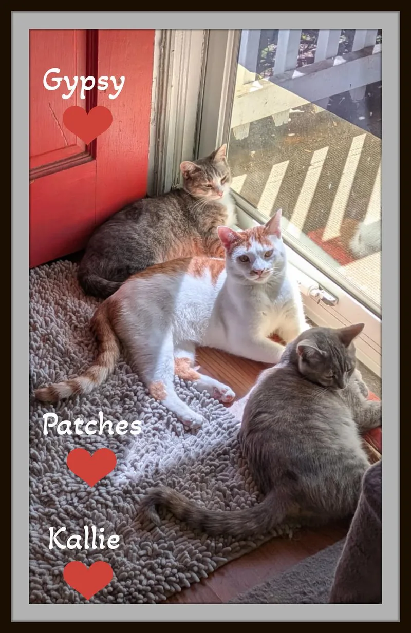 Meet Patches  Hammock thumbnail 3