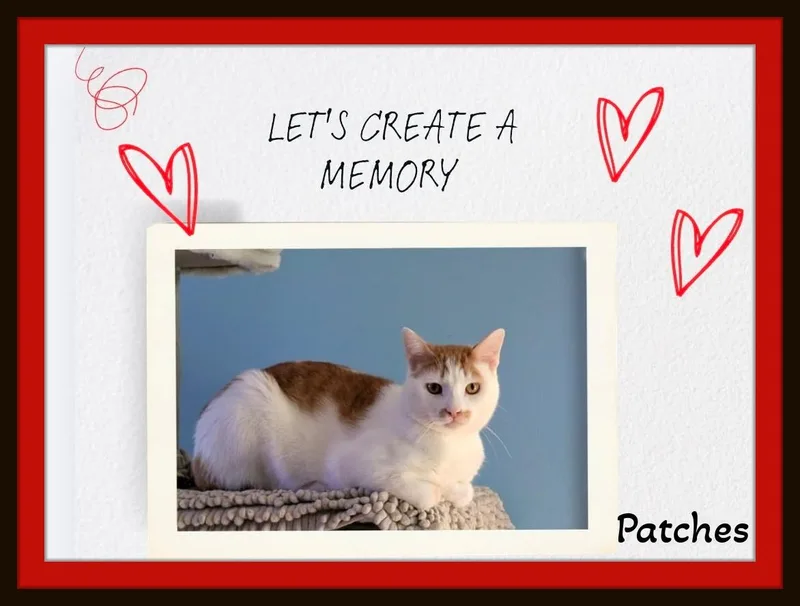Meet Patches  Hammock thumbnail 4