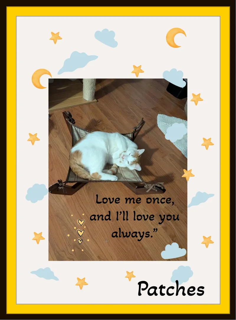Meet Patches  Hammock thumbnail 5