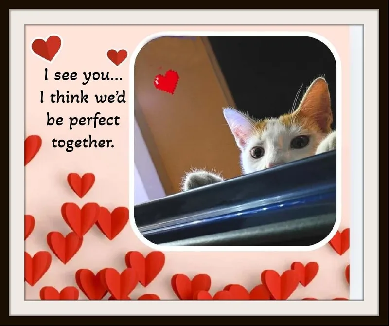 Meet Patches  Hammock thumbnail 6