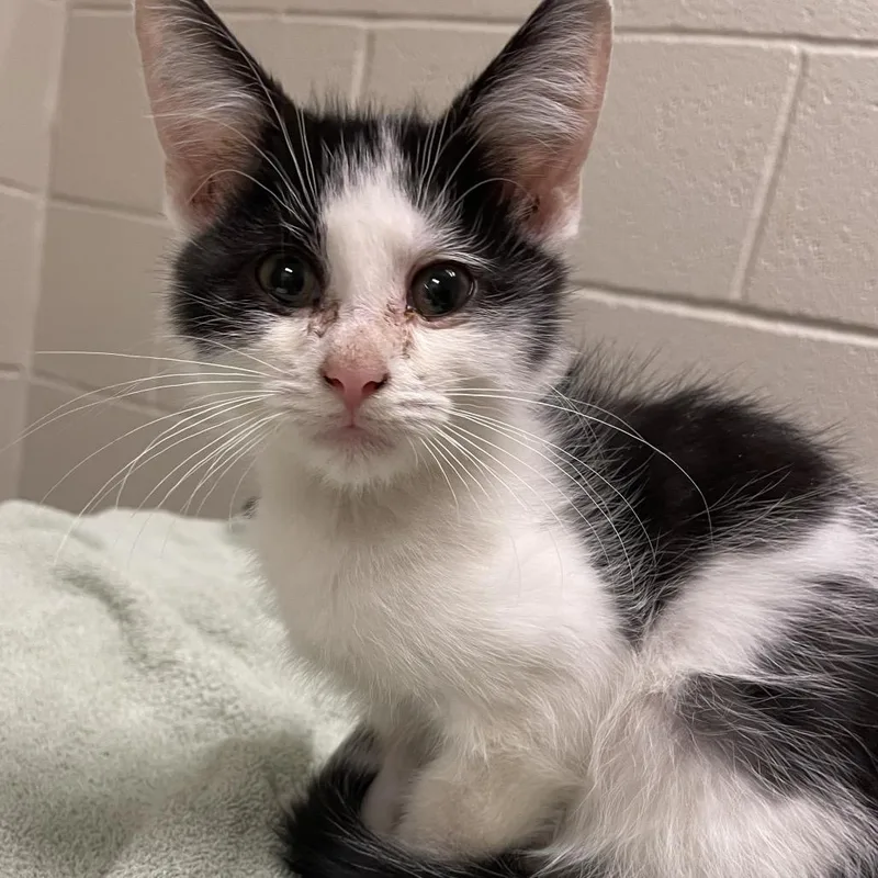 A baby small-sized male Black Domestic Short Hair cat named Milano for adoption in Bristol, IN