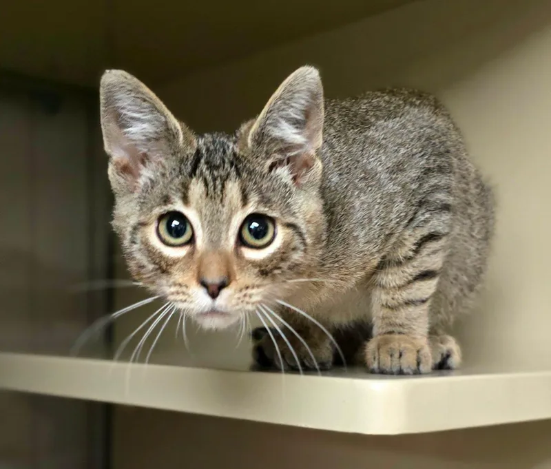 A baby medium-sized male Tabby (Brown / Chocolate) Domestic Short Hair cat named Slinky for adoption in New Castle, PA