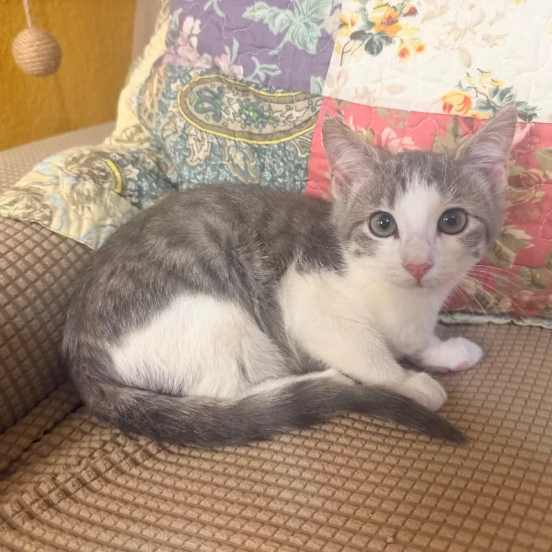 A baby small-sized female Gray / Blue / Silver Domestic Short Hair cat named Tuna for adoption in Flower Mound, TX