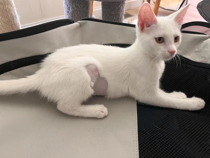 A baby medium-sized male White Domestic Short Hair cat named Coconut for adoption in Landenberg, PA