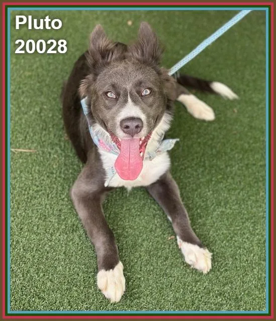 A young medium-sized male Gray / Blue / Silver Border Collie dog named Pluto for adoption in Marietta, GA