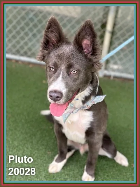 Pluto thumbnail 4