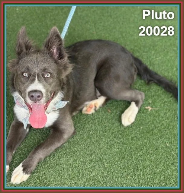 Pluto thumbnail 5