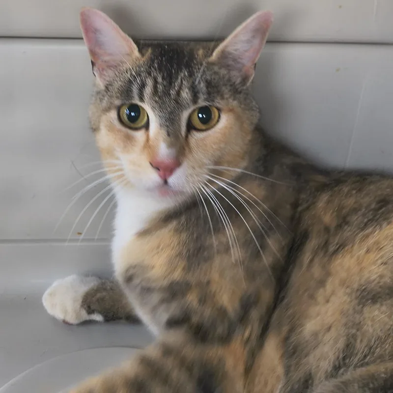 An adult medium-sized female Calico Domestic Short Hair cat named Kiki for adoption in Othello, WA