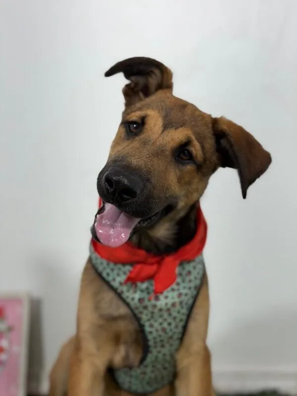Benito