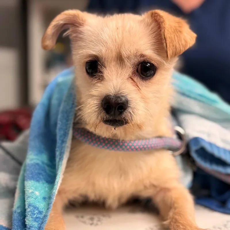 An adult small-sized male Yellow / Tan / Blond / Fawn Terrier dog named Amos for adoption in Birdsboro, PA