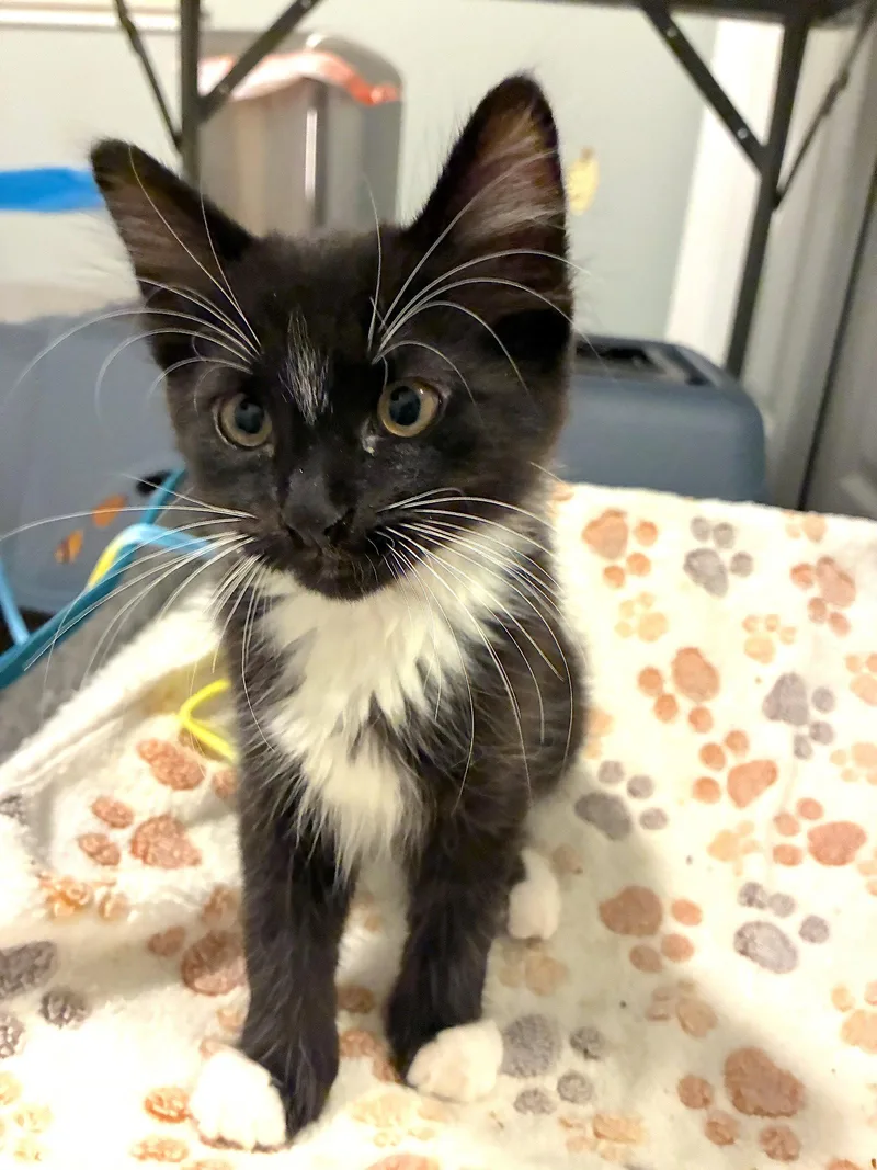 A baby medium-sized male Domestic Short Hair cat named Clover  Bonded With for adoption in Fremont, CA