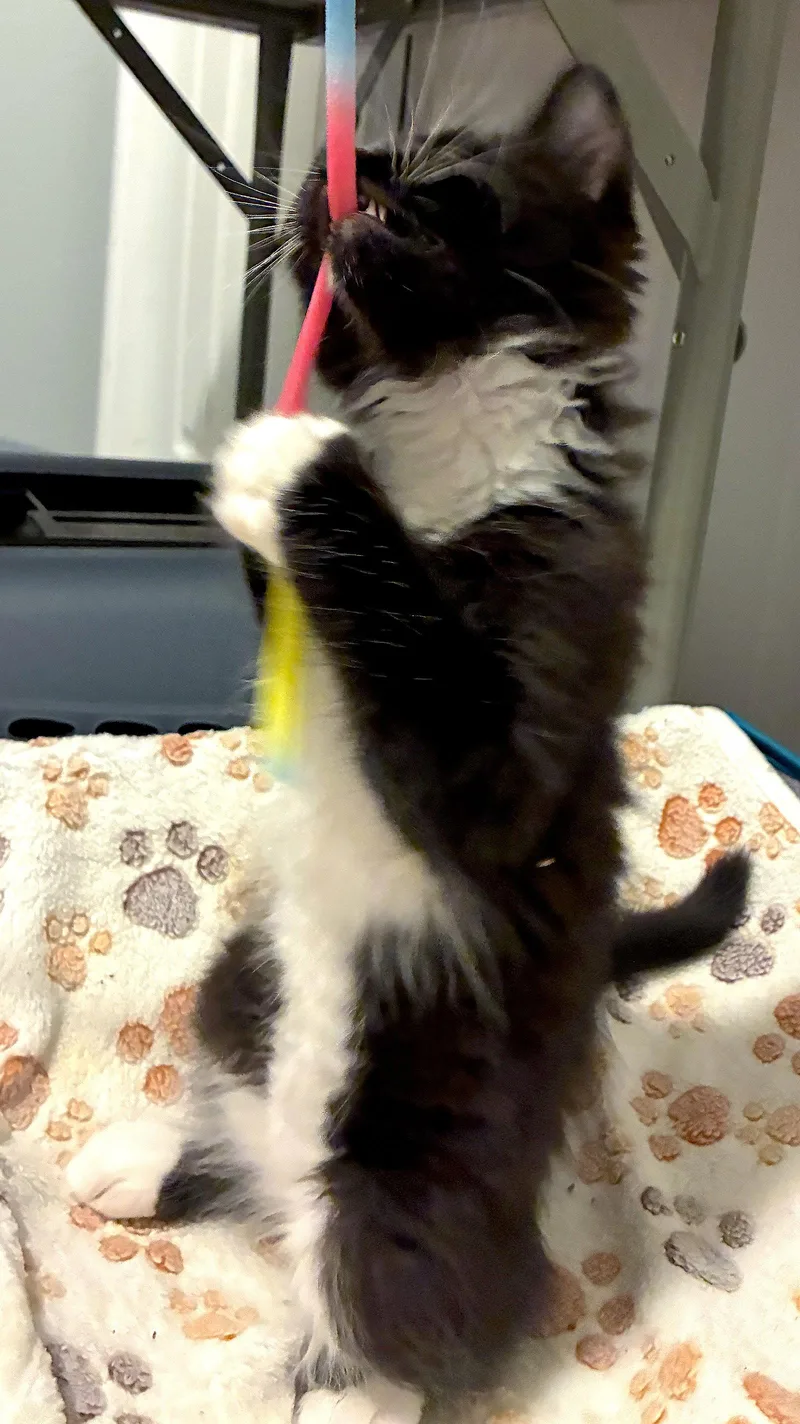 Clover  Bonded With thumbnail 2