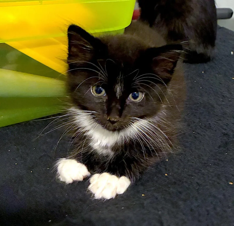Clover  Bonded With thumbnail 3