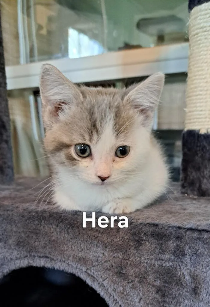 A baby small-sized female Domestic Long Hair cat named Hara for adoption in Plattsburgh, NY
