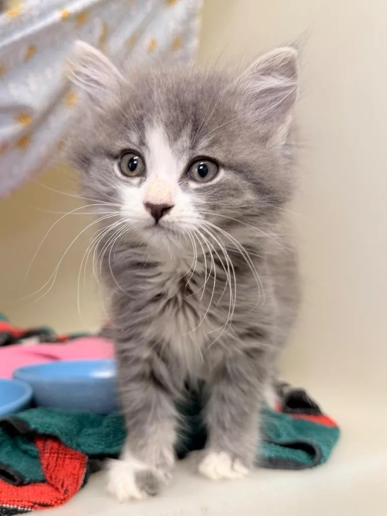 A baby medium-sized male Domestic Medium Hair cat named Pope for adoption in Menomonie, WI