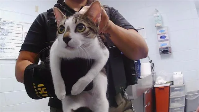 A young medium-sized female Domestic Short Hair cat named Little Sparky for adoption in Charlotte, NC