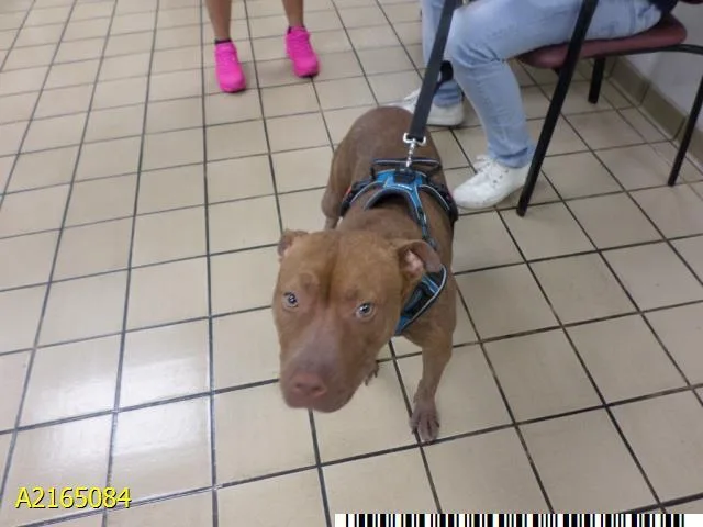 An adult medium-sized female Mixed Breed dog named Mila for adoption in West Palm Beach, FL