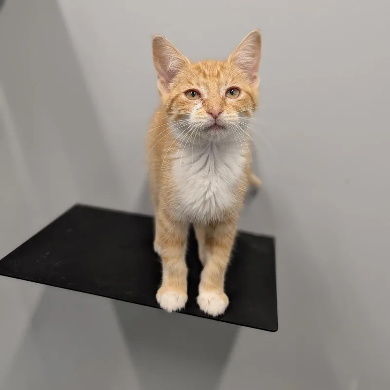 A baby medium-sized female Orange & White Domestic Short Hair cat named Zuppa for adoption in Cape Girardeau, MO