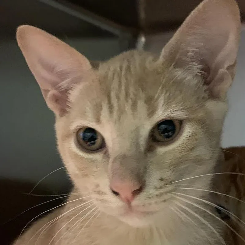 An adult large-sized male Buff / Tan / Fawn Domestic Short Hair cat named Mufasa for adoption in Westminster, CA