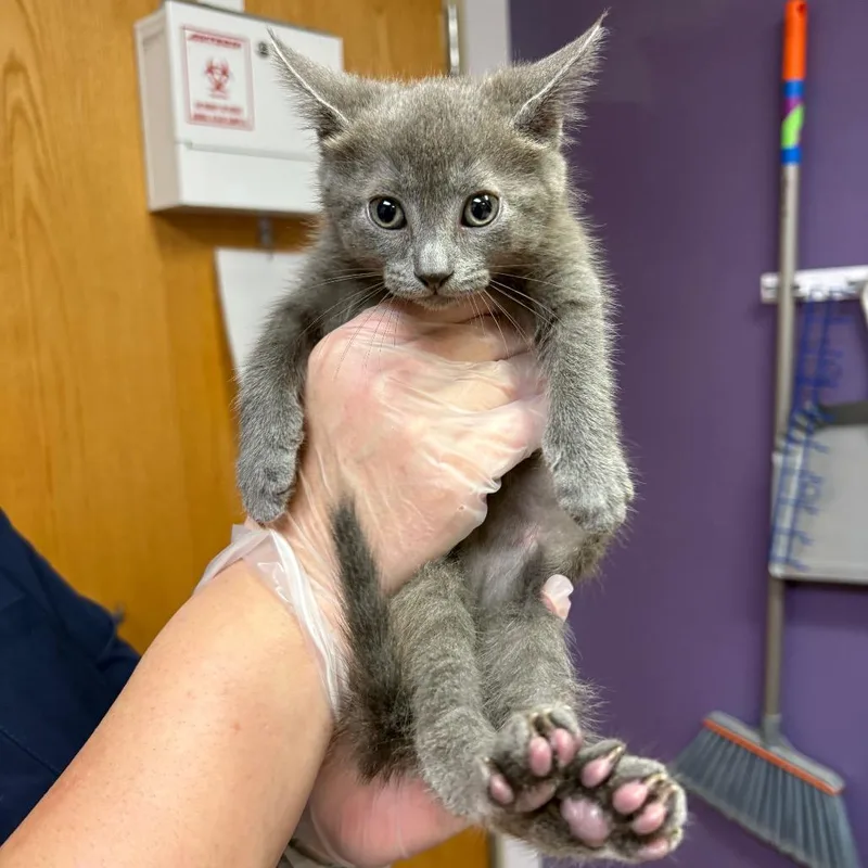 A baby small-sized female Gray / Blue / Silver Domestic Short Hair cat named Roary for adoption in Newark, NJ
