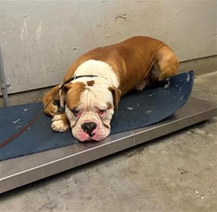A young large-sized male American Bulldog dog named Uno for adoption in Camarillo, CA