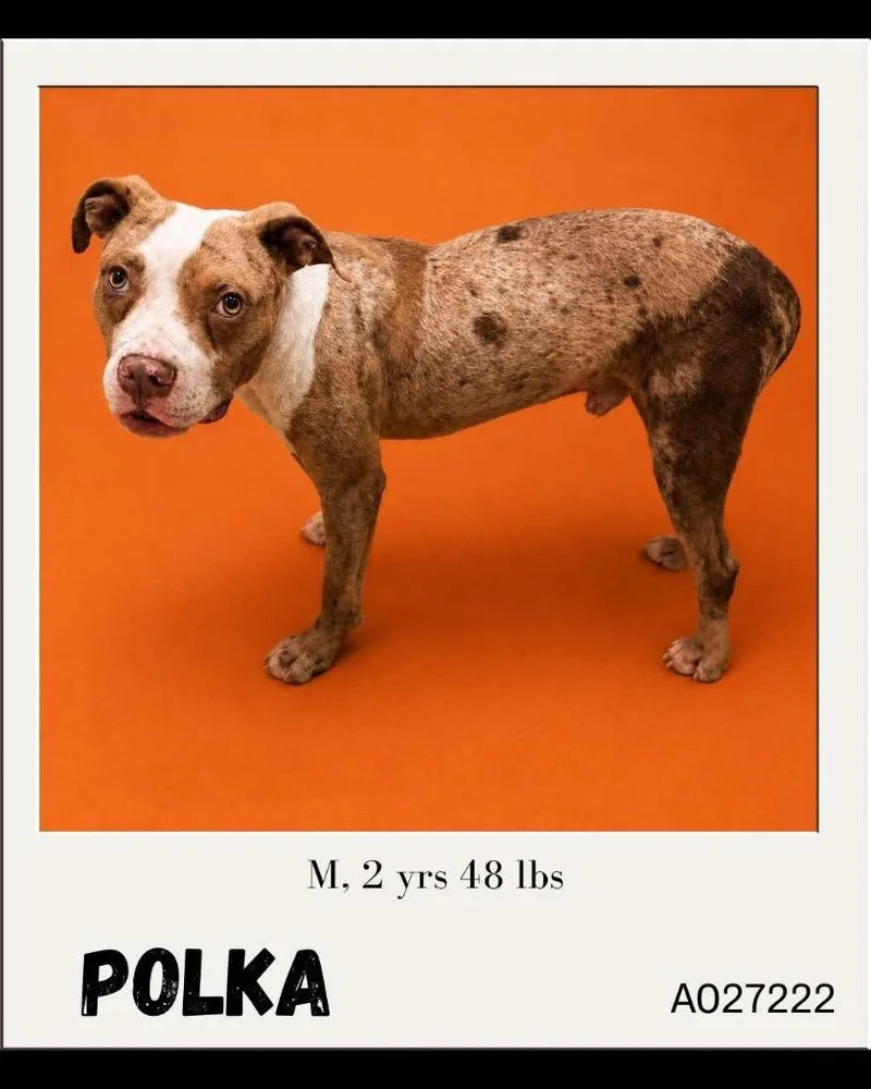 Polka thumbnail 2