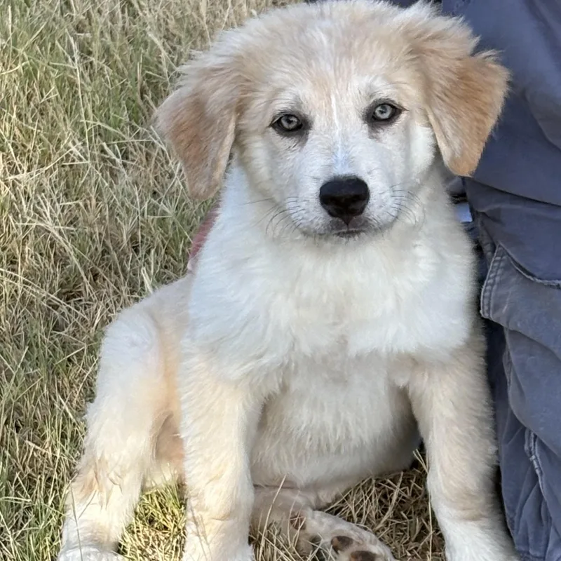 A baby large-sized female White / Cream Great Pyrenees dog named Cinnamon for adoption in Houston, TX