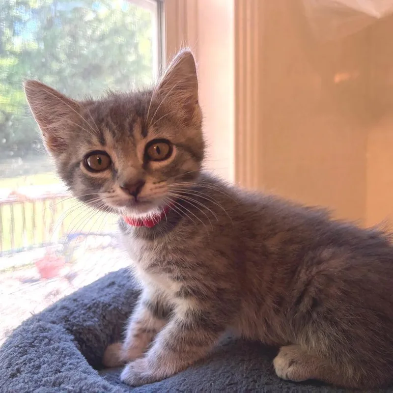 A baby small-sized female Gray / Blue / Silver Domestic Short Hair cat named Detroit for adoption in Brownsboro, AL