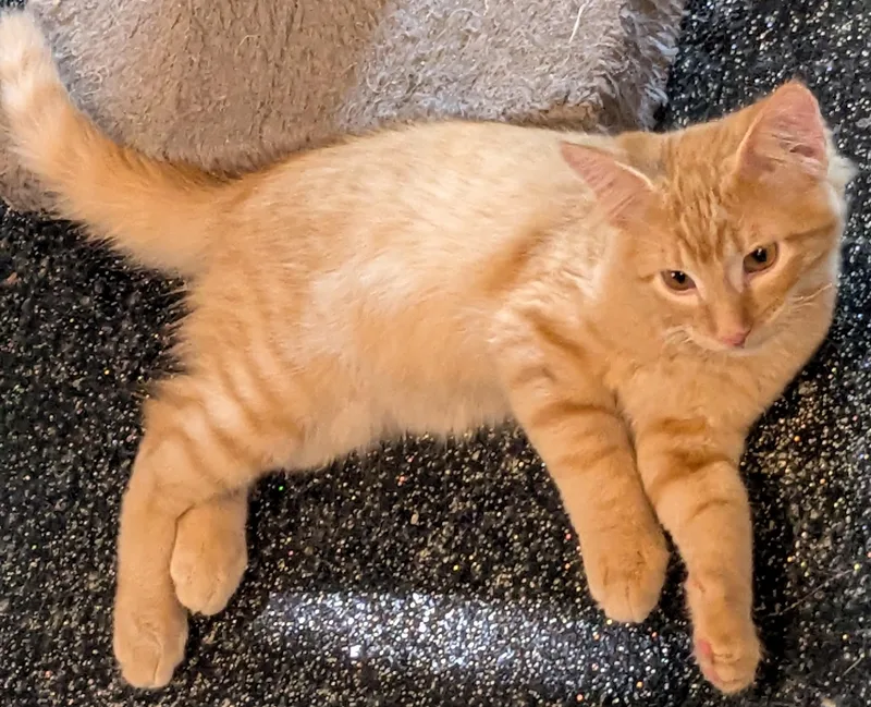Biscuit