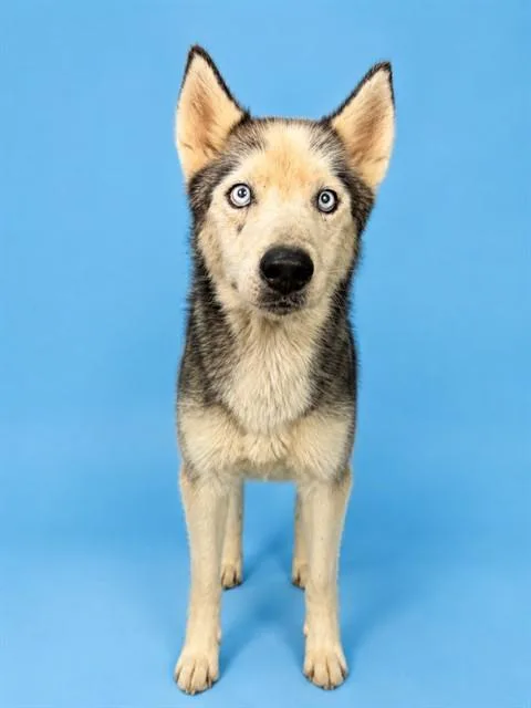 An adult medium-sized male Mixed Breed dog named Lobo for adoption in Jacksonville, FL