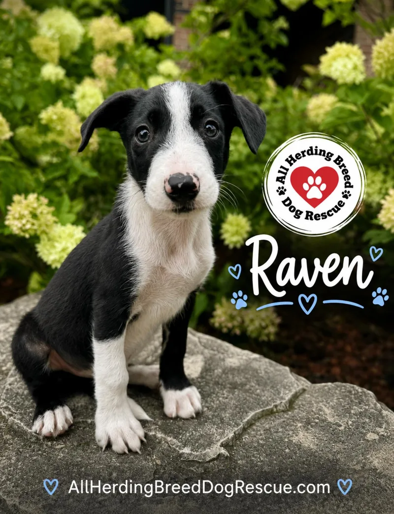 Raven